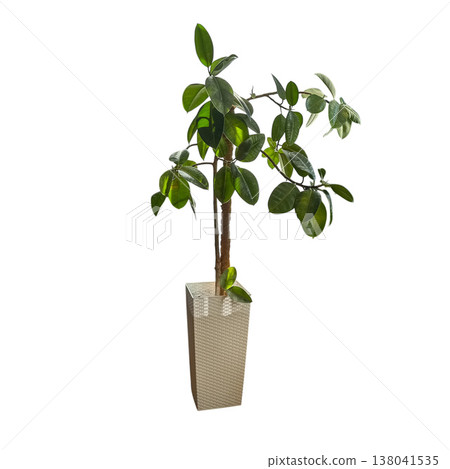 Green indoor plant in a tall modern pot Green indoor plant in a tall modern pot 138041535