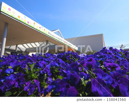 Sanuki Flower Garden (formerly Kagawa Prefectural Horticultural Research Center), Takamatsu City, Kagawa Prefecture: Pansies Sanuki Flower Garden (formerly Kagawa Prefectural Horticultural Research Center), Takamatsu City, Kagawa Prefecture: Pansies 138041560