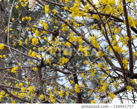 Blooming Cornus mas branches covered with small yellow flowers in early spring daylight. Seasonal awakening, ornamental shrub detail, botanical flowering pattern, garden phenology, natural texture 138041757