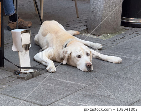 Labrador retriever dog lying on pavement near cafe table in urban street setting. Domestic animal rest behavior, pet presence in public space, companionship lifestyle, city routine concept 138041802
