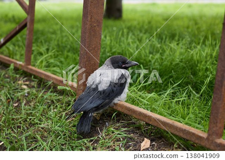 Hooded crow studies grassy edge, Bird explores area beside metal Hooded crow studies grassy edge, Bird explores area beside metal 138041909