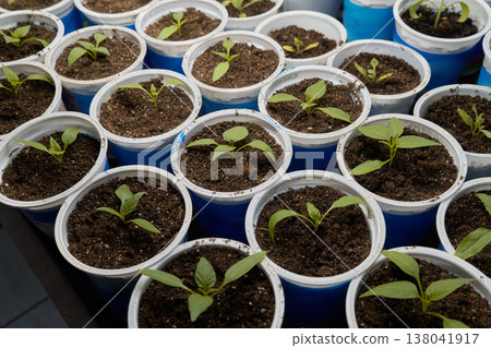 Young Peppers In Labeled Pots. Monitoring Notes And Detailed Setup For Young Pepper Seedling Care Young Peppers In Labeled Pots. Monitoring Notes And Detailed Setup For Young Pepper Seedling Care 138041917