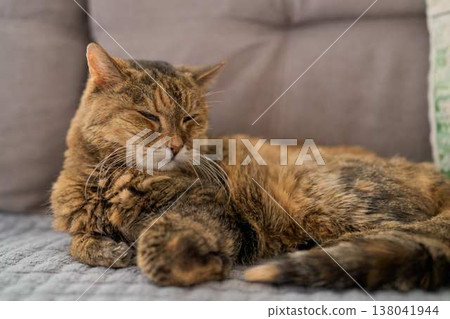 Calm Feline Grooming. Restful Housecat Gently Grooming Its Fur While Lounging Peacefully On Plush Cushion Calm Feline Grooming. Restful Housecat Gently Grooming Its Fur While Lounging Peacefully On Plush Cushion 138041944