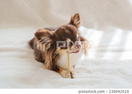 Dog chewing on dental chewing gum Dog chewing on dental chewing gum 138042018