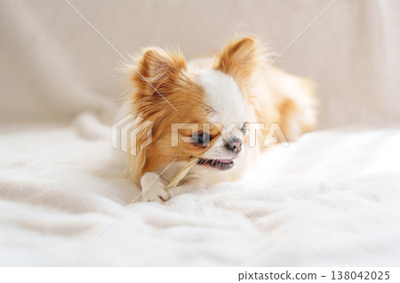 Dog chewing on dental chewing gum Dog chewing on dental chewing gum 138042025