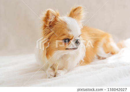 A profile view of a Chihuahua holding a dental chew. A profile view of a Chihuahua holding a dental chew. 138042027