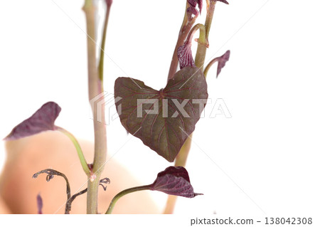 Micrograph of a germinating purple heart-shaped sweet potato leaf. Micrograph of a germinating purple heart-shaped sweet potato leaf. 138042308