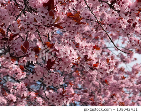 Flowering Prunus cerasifera canopy with pink blossoms and burgundy foliage in urban spring. Seasonal abundance, ornamental tree texture, botanical background, city landscape renewal concept. 138042411