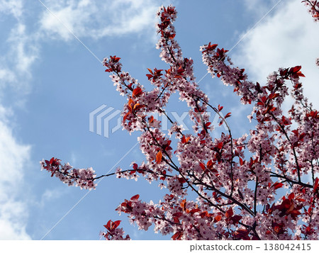 Pink Prunus cerasifera blossoms on slender branches with copper leaves in soft focus. Spring flowering detail, ornamental horticulture, urban garden mood, seasonal freshness, botanical elegance Pink Prunus cerasifera blossoms on slender branches with copper leaves in soft focus. Spring flowering detail, ornamental horticulture, urban garden mood, seasonal freshness, botanical elegance 138042415