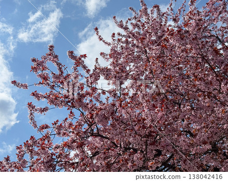Flowering Prunus cerasifera canopy with pink blossoms and burgundy foliage in urban spring. Seasonal abundance, ornamental tree texture, botanical background, city landscape renewal concept. Flowering Prunus cerasifera canopy with pink blossoms and burgundy foliage in urban spring. Seasonal abundance, ornamental tree texture, botanical background, city landscape renewal concept. 138042416