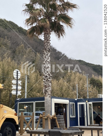 Palm trees at 37 Cafes on the Chita Peninsula Palm trees at 37 Cafes on the Chita Peninsula 138042520