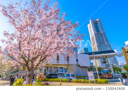 日本橫濱城市景觀,3月23日。櫻花盛開…可俯瞰櫻木町站(空中小屋)和赤鞋。 日本橫濱城市景觀,3月23日。櫻花盛開…可俯瞰櫻木町站(空中小屋)和赤鞋。 138042608