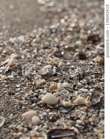 Seashell and sandy beach 138042619