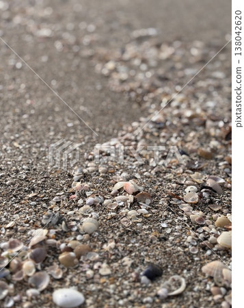 貝殼和沙灘 138042620