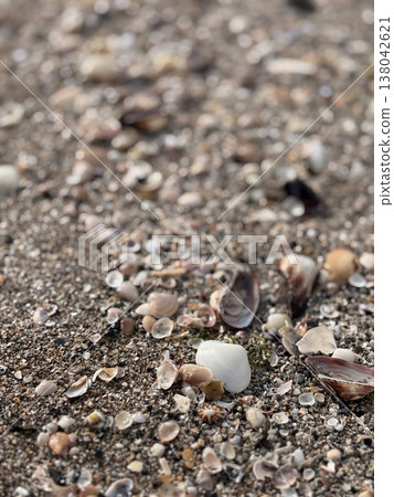 貝殼和沙灘 138042621