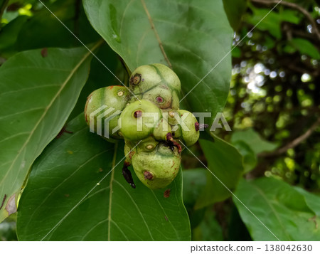 The botanical name of Manjanathi is Morinda tinctoria. The botanical name of Manjanathi is Morinda tinctoria. 138042630