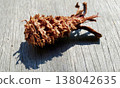 Shrimp in the forest 138042635