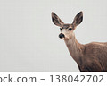 Curious Deer Close-Up Portrait On Minimal Neutral Background  Wildlife And Nature Photography 138042702