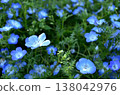 Spring Flowers: Nemophila - Blue Memories 138042976