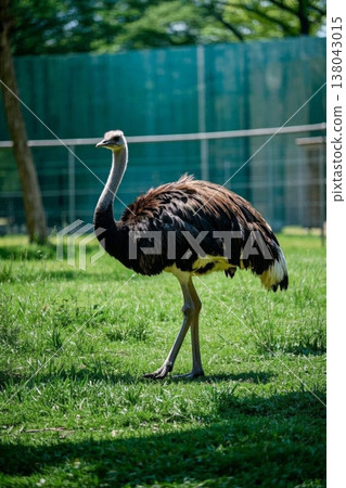 草地上站立的鸵鸟 138043015