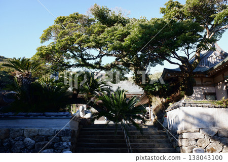 高知縣土佐清水市金剛福寺參道兩旁的樹木。 高知縣土佐清水市金剛福寺參道兩旁的樹木。 138043100