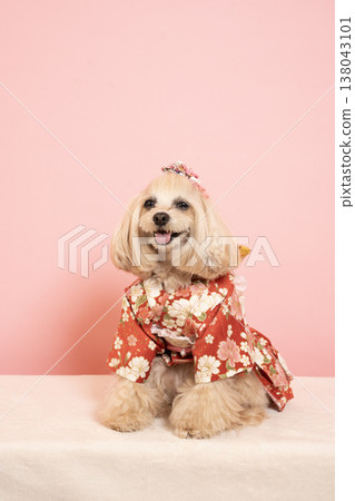 裝在粉紅色包包裡、穿著正裝的馬爾濟斯犬潘娜 138043101