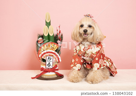 粉紅色包包、新年松枝裝飾和穿著正裝的馬爾濟斯犬帕娜 粉紅色包包、新年松枝裝飾和穿著正裝的馬爾濟斯犬帕娜 138043102