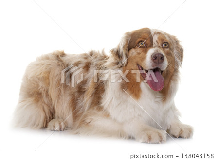 female australian shepherd female australian shepherd 138043158