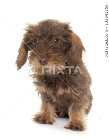 puppy Wire haired dachshund puppy Wire haired dachshund 138043159