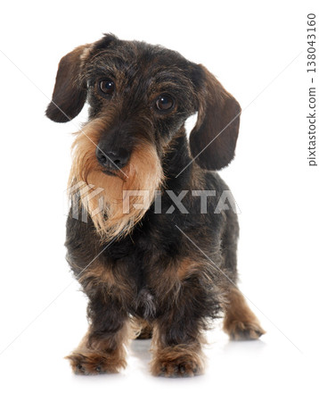 Wire haired dachshund 138043160