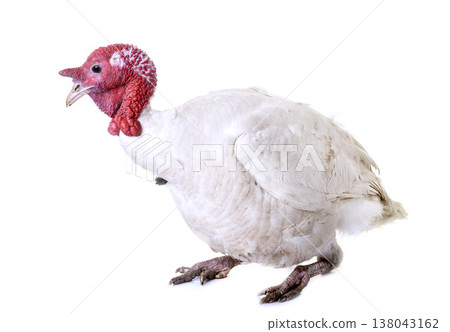 White Holland turkey White Holland turkey 138043162