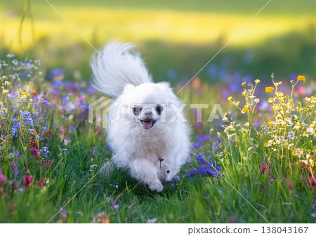 chihuahua in nature 138043167