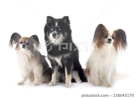 papillon dog and pomsky papillon dog and pomsky 138043170