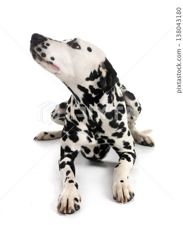 dalmatian in studio dalmatian in studio 138043180