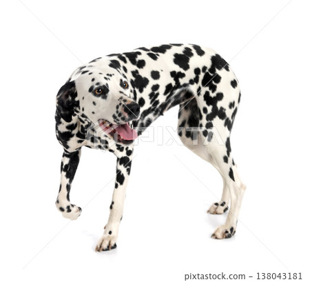 dalmatian in studio dalmatian in studio 138043181