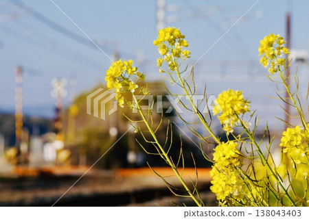 Rape blossoms blooming near the railroad crossing Rape blossoms blooming near the railroad crossing 138043403