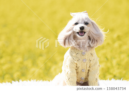 馬爾濟斯犬潘娜在油菜花田中露出了笑容。 馬爾濟斯犬潘娜在油菜花田中露出了笑容。 138043734