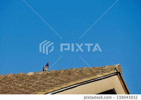 A spring dove perched on a tiled roof in early spring. A spring dove perched on a tiled roof in early spring. 138043832