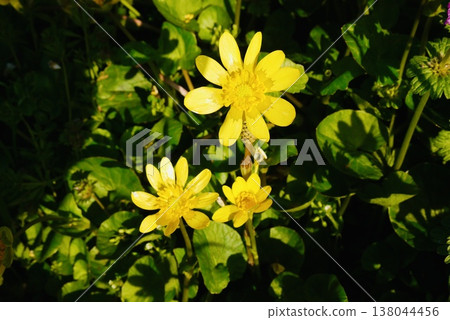 Marsh marigolds blooming in the early spring garden Marsh marigolds blooming in the early spring garden 138044456