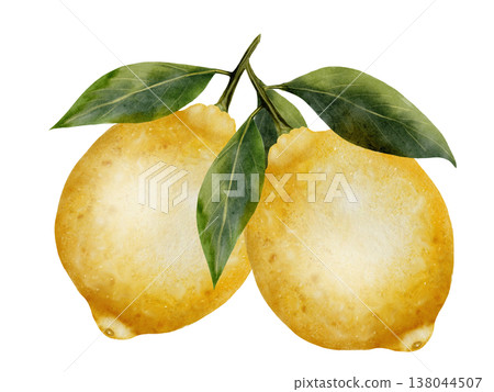 Lemons watercolor. Hand drawn tropical sour fruit. Clip art of juicy yellow lime. Citrus on isolated white background. Ideal for logo and packaging of natural cosmetics, household chemicals and design Lemons watercolor. Hand drawn tropical sour fruit. Clip art of juicy yellow lime. Citrus on isolated white background. Ideal for logo and packaging of natural cosmetics, household chemicals and design 138044507