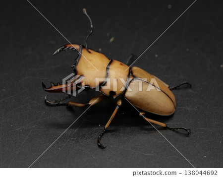 Mengata stag beetle 138044692