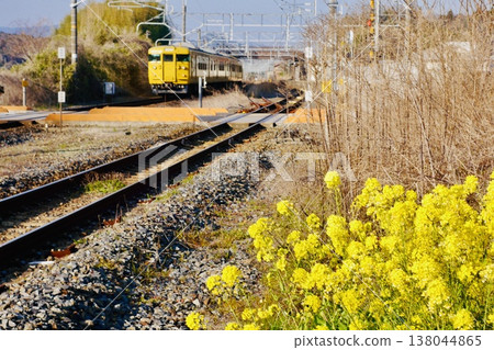 A retro 116 series train stopped at an unmanned station surrounded by blooming rapeseed flowers. A retro 116 series train stopped at an unmanned station surrounded by blooming rapeseed flowers. 138044865