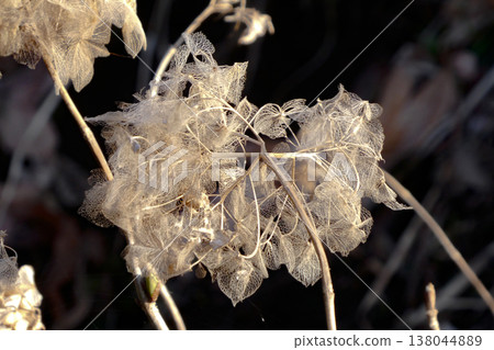 The lace-like leaves of the hydrangea, bleached during the winter, and the new shoots beside them. The lace-like leaves of the hydrangea, bleached during the winter, and the new shoots beside them. 138044889