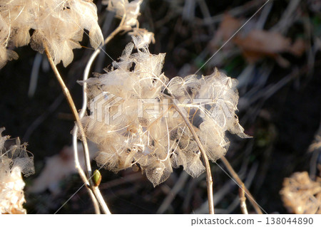 繡球花蕾絲般的葉子在冬天褪色，旁邊長出了新的嫩芽。 138044890