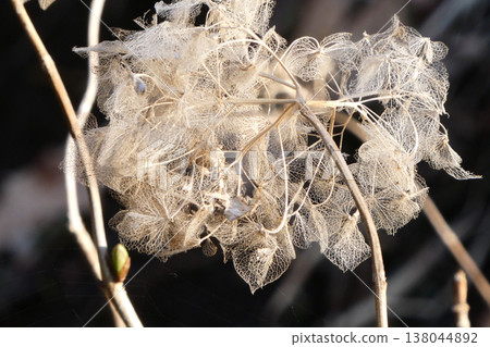 繡球花蕾絲般的葉子在冬天褪色，旁邊長出了新的嫩芽。 138044892