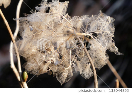 The lace-like leaves of the hydrangea, bleached during the winter, and the new shoots beside them. The lace-like leaves of the hydrangea, bleached during the winter, and the new shoots beside them. 138044893