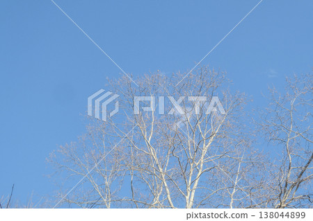 A plane tree standing in the beautiful blue sky on the spring equinox. 138044899