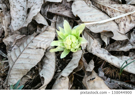 北方地區迎來了春天的喜悅：款冬嫩芽的萌發標誌著春天的到來。 138044900