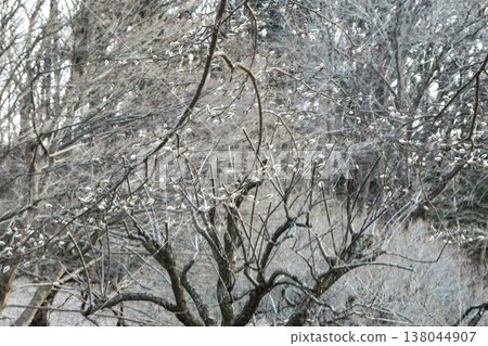 Before and after the vernal equinox, in March, the buds of magnolias in Morioka City, Iwate Prefecture, evoke the early spring song. Before and after the vernal equinox, in March, the buds of magnolias in Morioka City, Iwate Prefecture, evoke the early spring song. 138044907