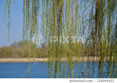 Weeping Willow (Salix babylonica) Branches Framing a Lake in Spring. 138044922